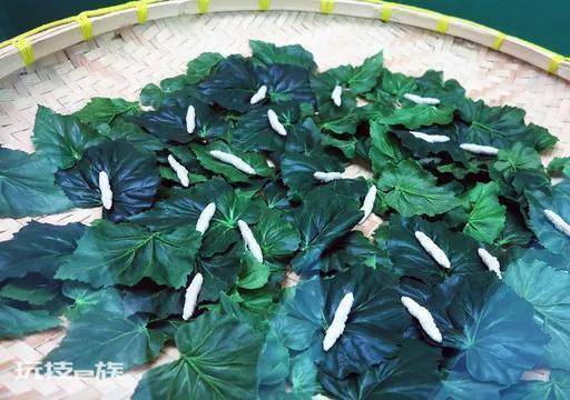 如何养蚕宝宝才能活得更长(不同日龄的蚕要喂不同的桑叶)-图片2